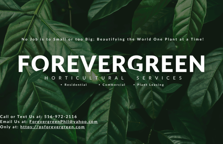Forevergreen Google Cover